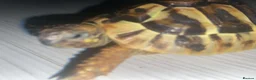 Hermann Tortoise reptiles for sale: 2x Hermann Tortoises With Tortoise Table SetUp in Bournemouth - Advert 10