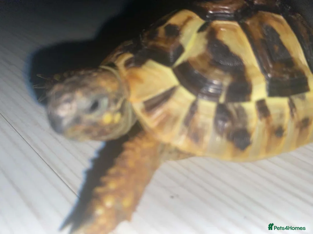 Hermann Tortoise reptiles for sale: 2x Hermann Tortoises With Tortoise Table SetUp in Bournemouth - Advert 10