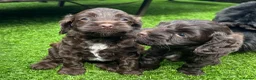 Cockapoo dogs for sale: Two adorable girl toy cockapoos - Advert 1