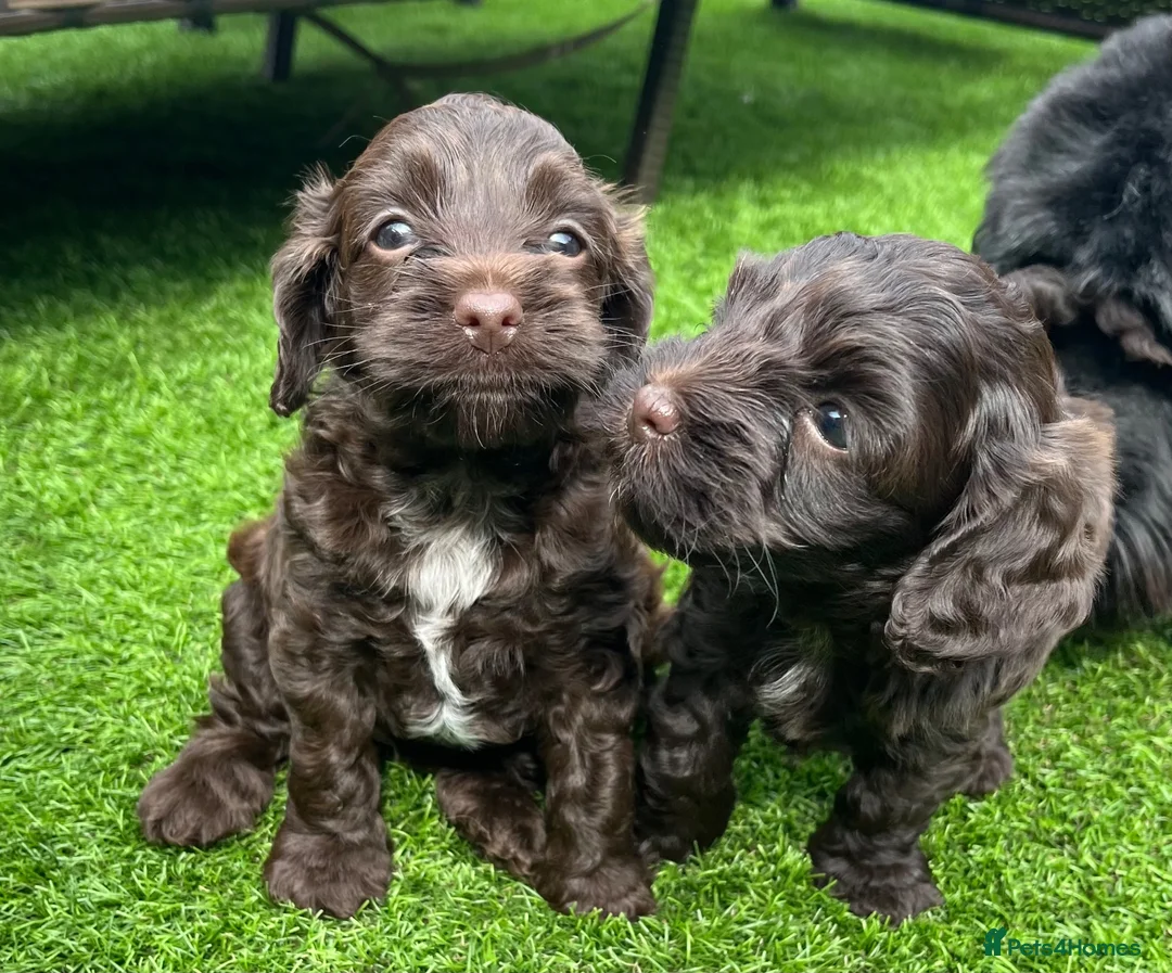 Cockapoo dogs for sale: Two adorable girl toy cockapoos - Advert 1