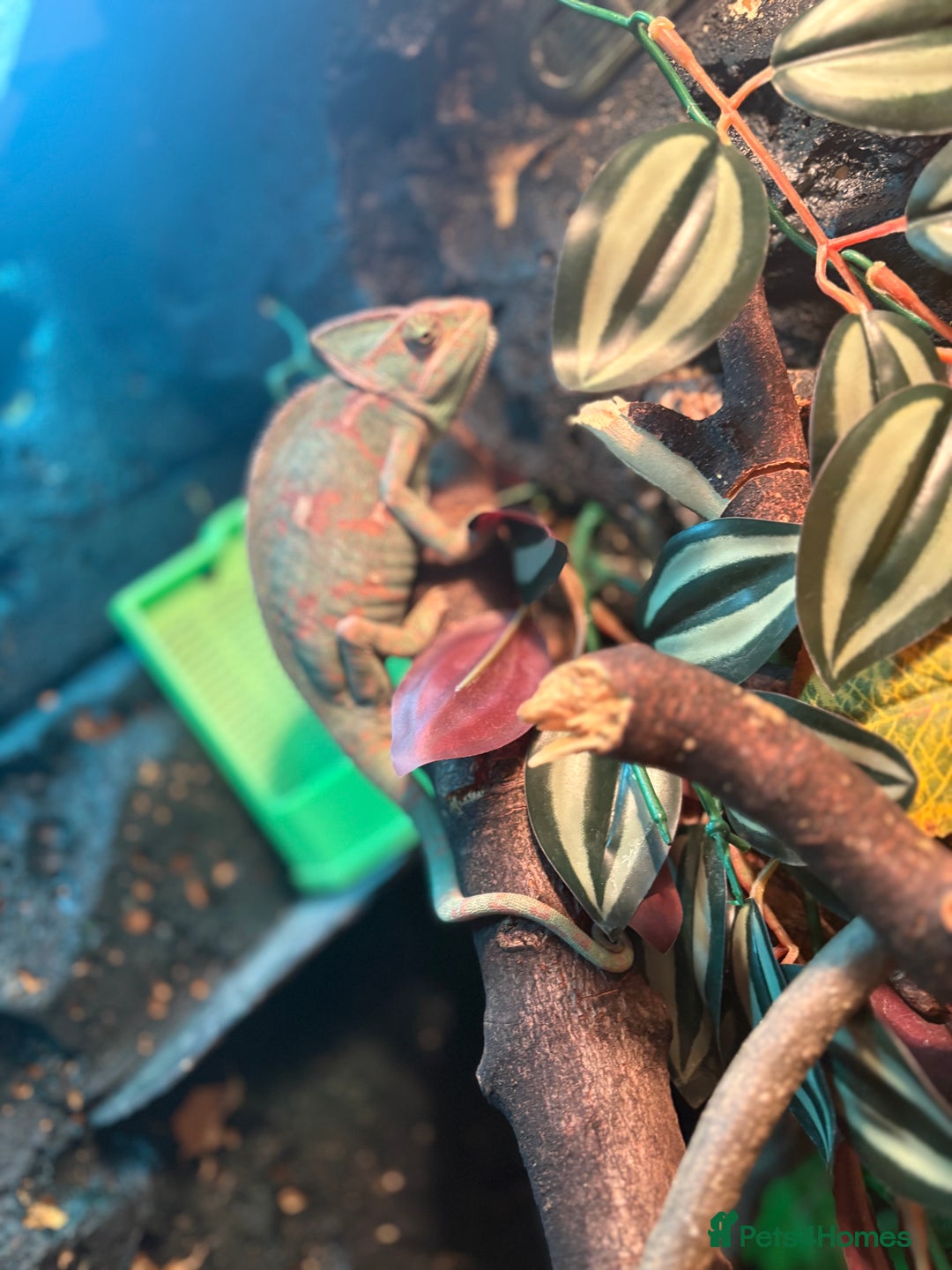 Chameleon reptiles for sale: female veiled chameleon with full set up - Advert 7