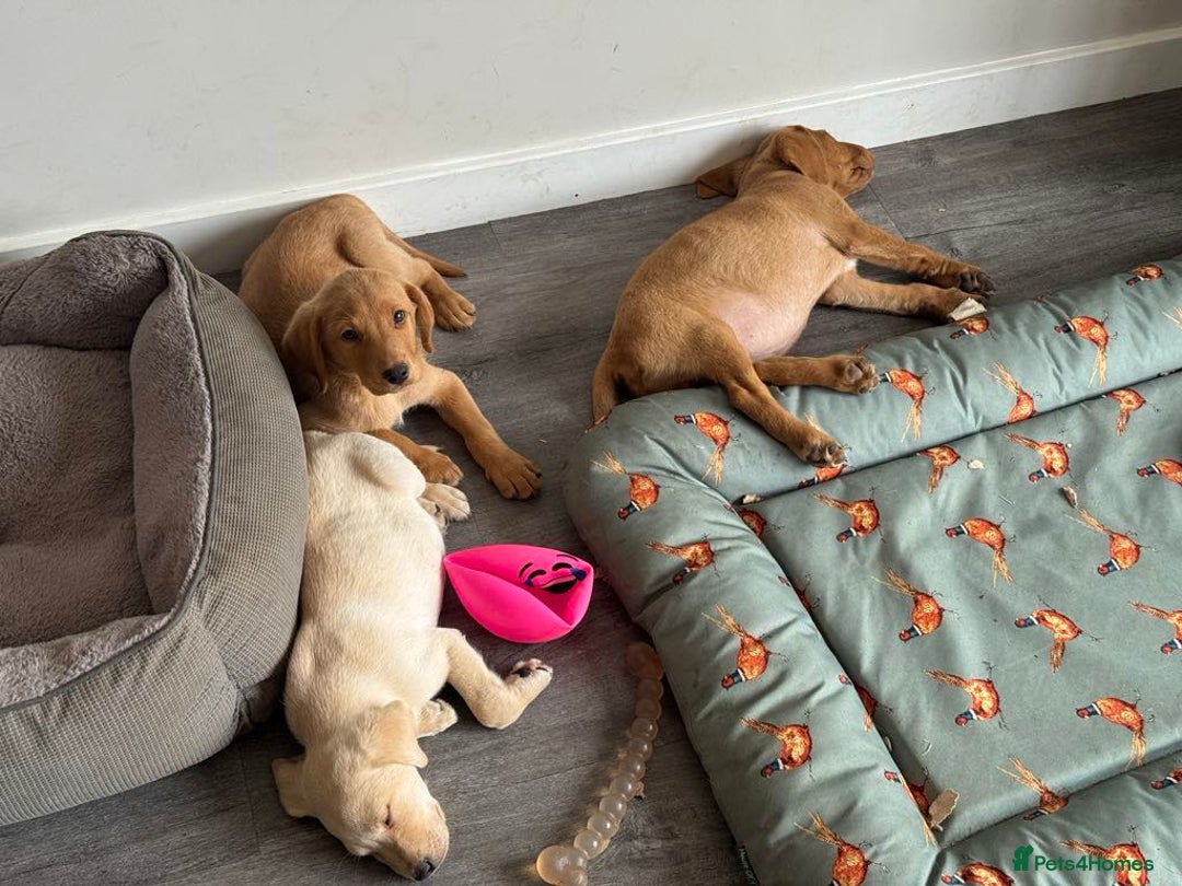 Labrador Retriever dogs for sale: Labrador puppies ready now  - Image 7