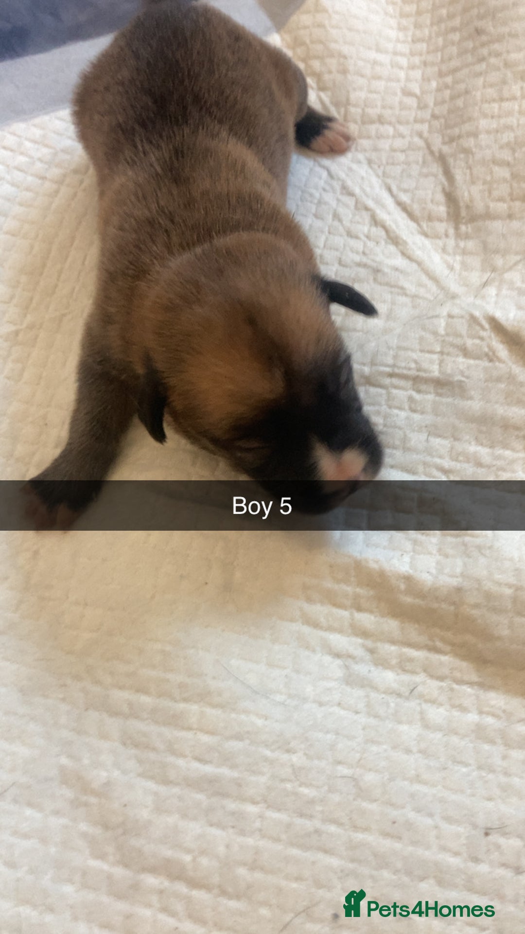 Mixed Breed dogs for sale: PressaXAmerican bull dog  - Image 12