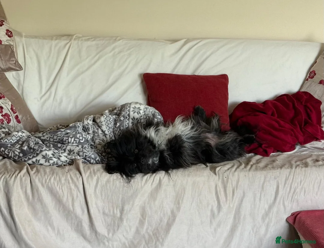 Mixed Breed dogs for adoption: Papi available for Adoption - Advert 2