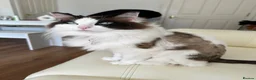 Ragdoll cats for stud: Ragdoll stud  - Advert 1