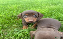 Miniature Dachshund dogs for sale: Miniature dachshund  - Image 5