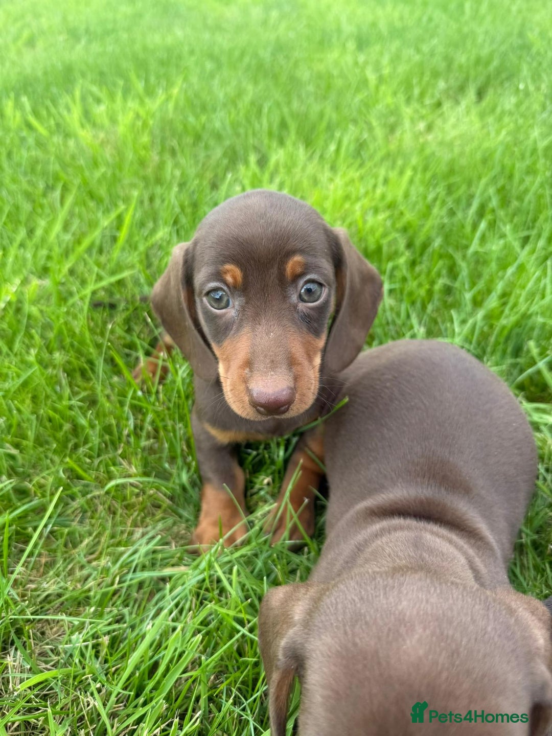 Miniature Dachshund dogs for sale: Miniature dachshund  - Image 5