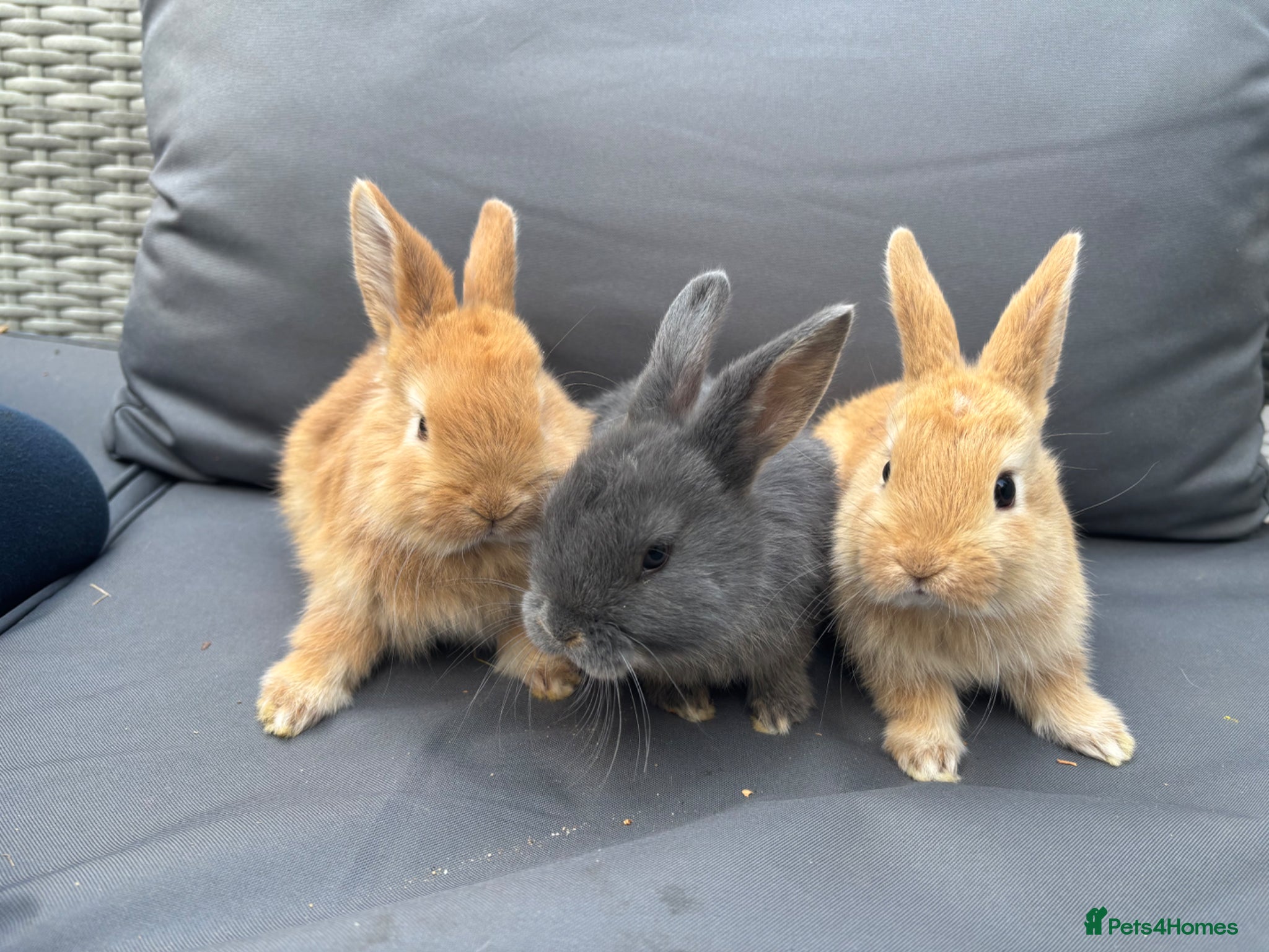 Mixed Breed rabbits Three Rex x mini lops - Advert 20