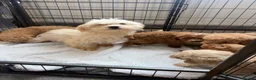 Coton De Tulear dogs for sale: COTON NOODLES PUPPIES READY NOW  - Advert 10