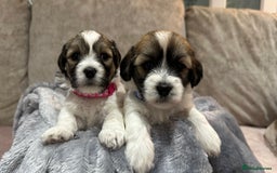Mixed Breed dogs for sale: La Chon Puppies!  - Image 9
