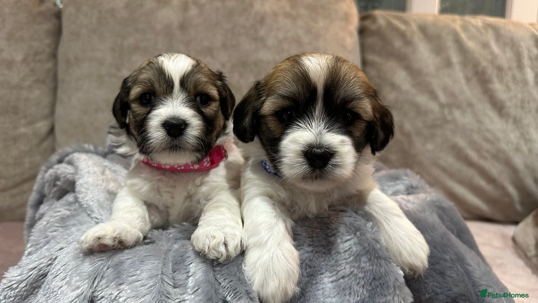 Mixed Breed dogs for sale: La Chon Puppies!  - Image 9