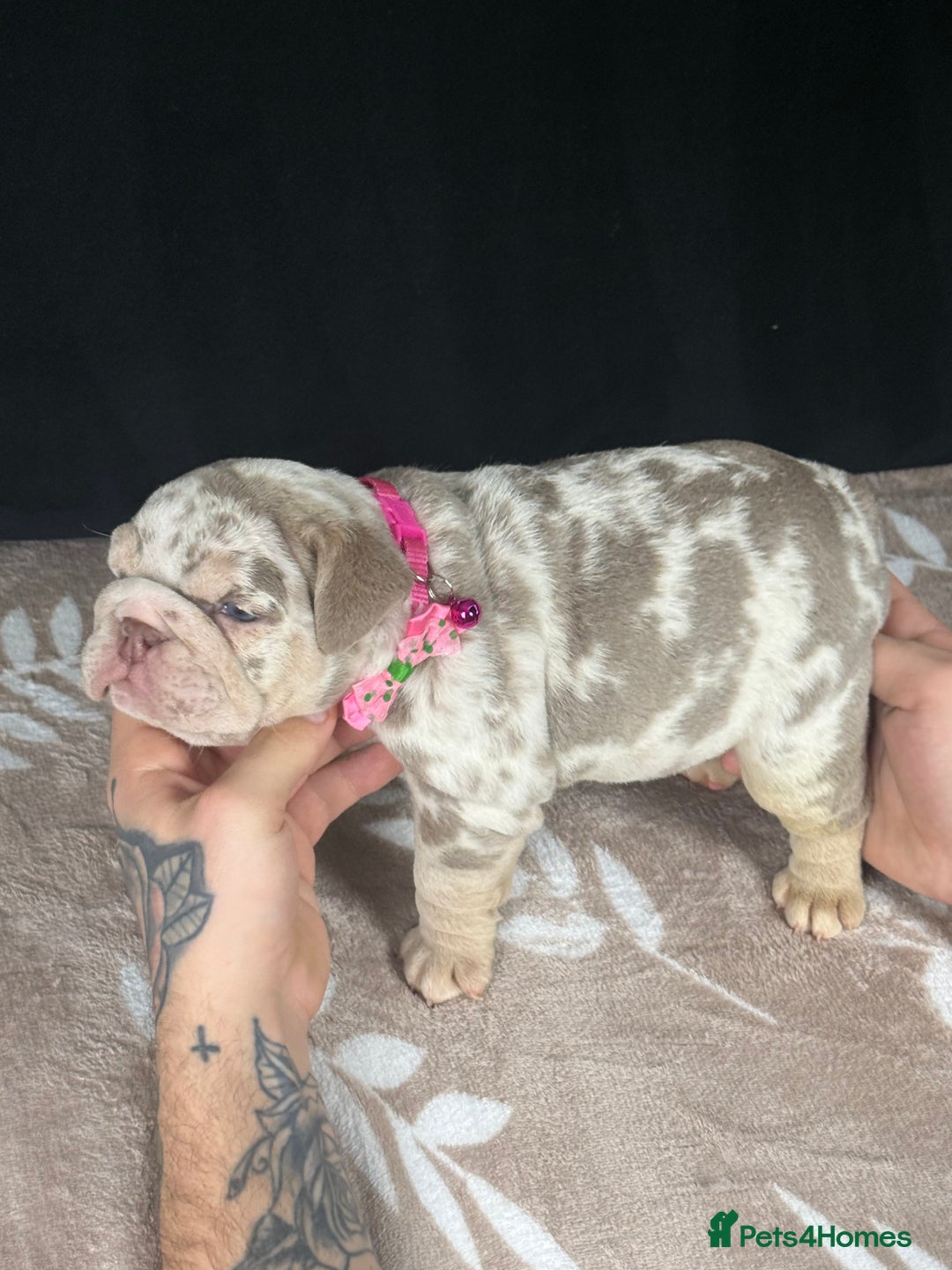 English Bulldog dogs for sale: 🐾 English Bulldog puppies available 🐾 - Advert 8