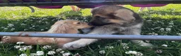 German Shepherd dogs for sale: READY NOW! Gorgeous long & med coat GSD Puppies  - Advert 5
