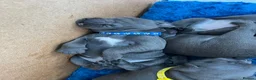 Staffordshire Bull Terrier dogs for sale: Blue Staffordshire bull terriers  - Advert 11
