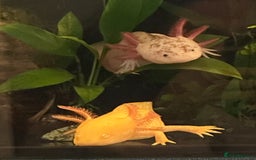 Axolotl reptiles for sale: 2 Beautiful Axolotl Boys Leucistic & Golden Albino - Image 2