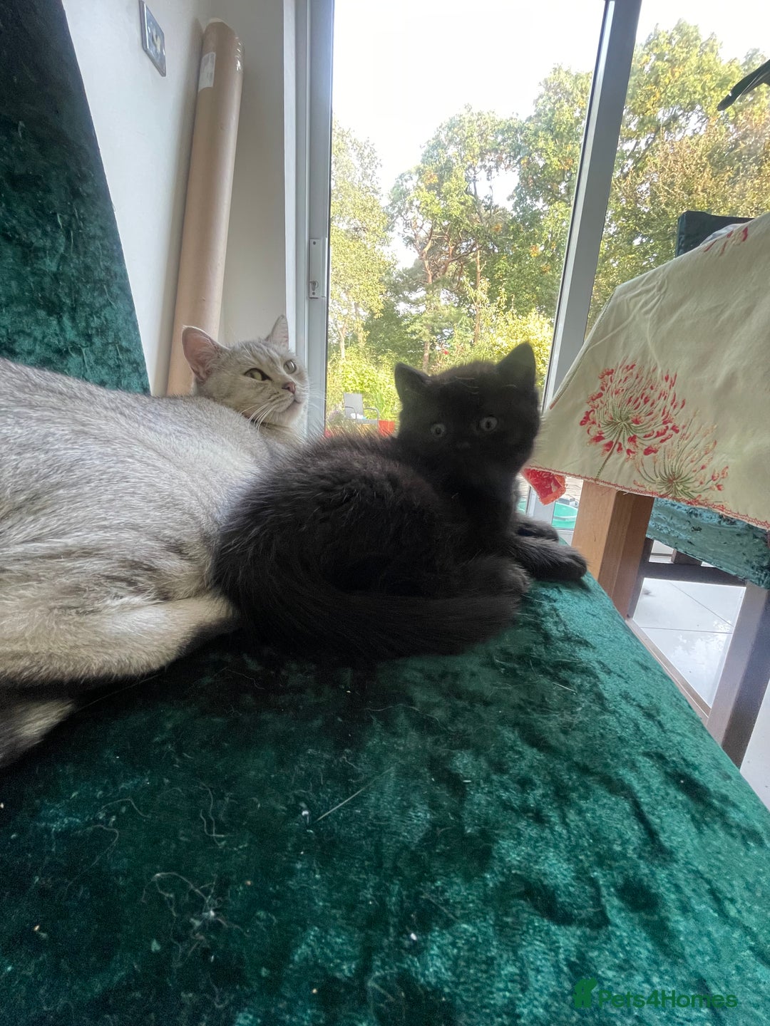 British Shorthair cats for sale: Fabulous, playful and healthy BSH kittens, rare - Image 40