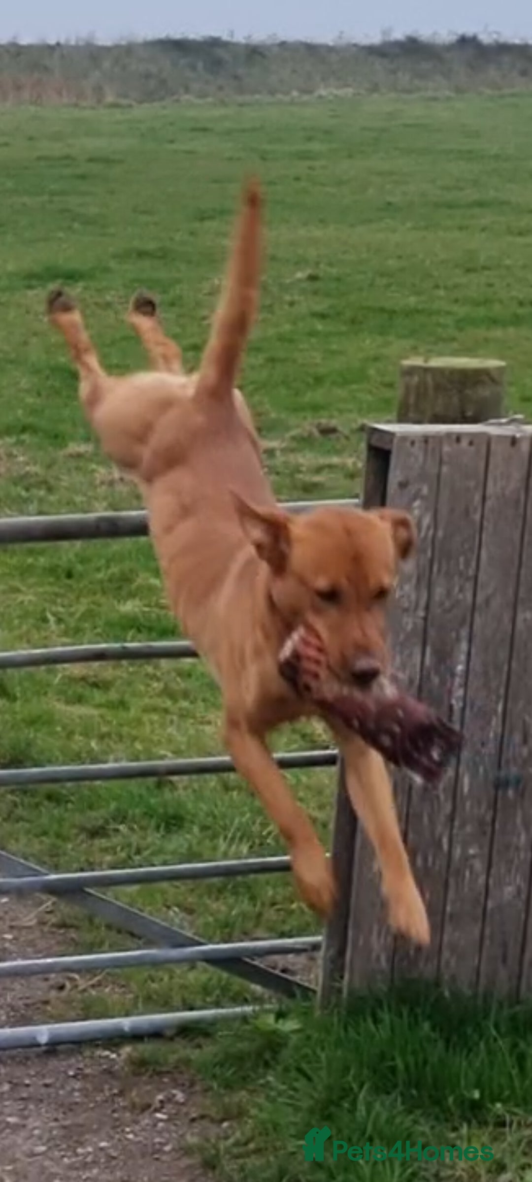 Labrador Retriever dogs for stud: KC REGISTERED FOX RED LABRADOR FOR STUD - Advert 9