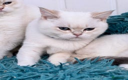 British Shorthair cats for sale: Beautiful Blue Gold & Choc Gold Colourpoint boys - Image 8