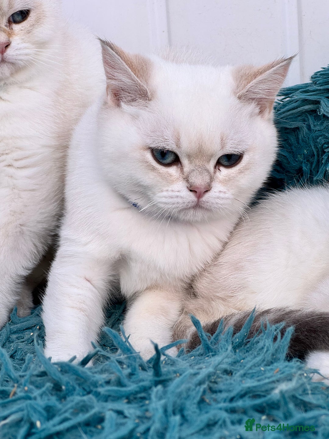 British Shorthair cats for sale: Beautiful Blue Gold & Choc Gold Colourpoint boys - Image 8