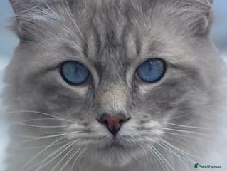 Ragdoll cats Simba blue mittedlynx ragdoll - Advert 11