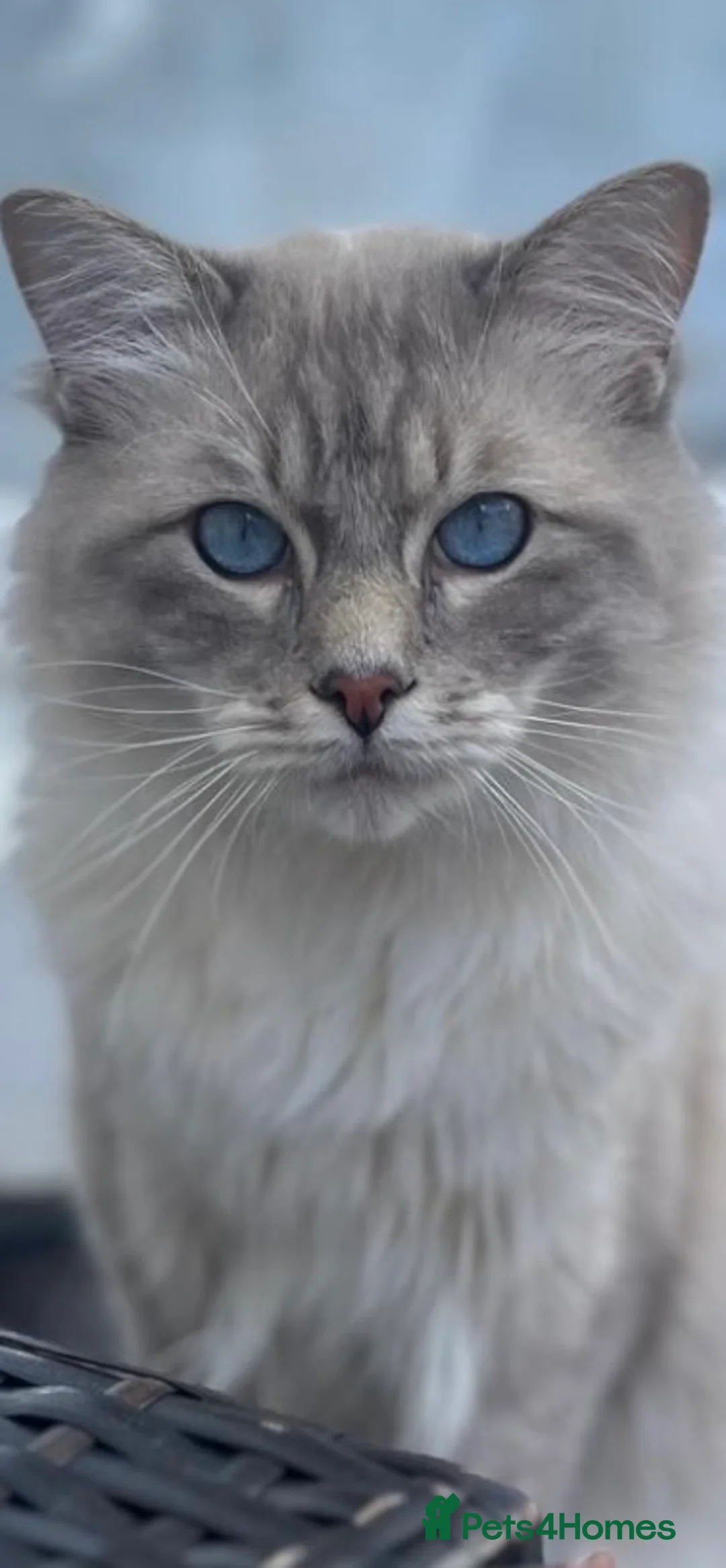 Ragdoll cats for stud: Simba blue mittedlynx ragdoll  - Advert 1