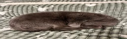British Shorthair cats for sale: Luna - rehoming our beautiful indoor cat - Advert 3
