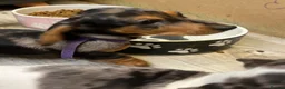 Miniature Dachshund dogs for sale: Beautiful Fully health check mini Dachshund pups - Advert 28