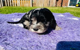 Mixed Breed dogs for sale: Schnoodle Babies 🐾🐾🐾 - Image 14