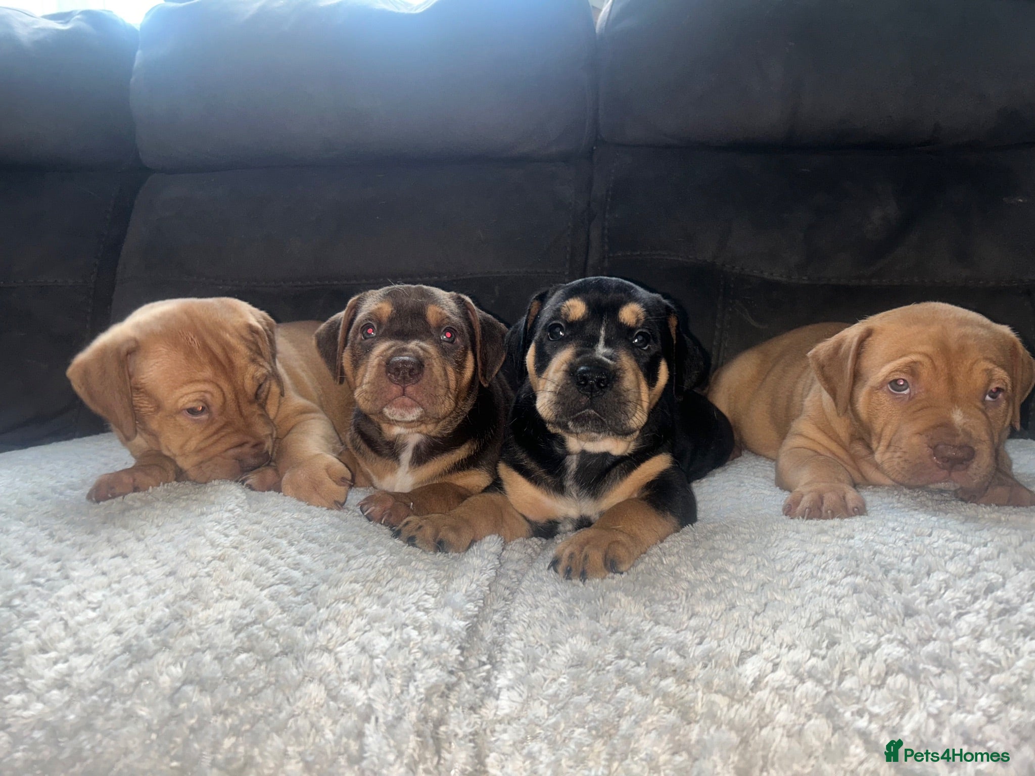 Mixed Breed dogs Beautiful puppers seeking their forever homes.  - Advert 18