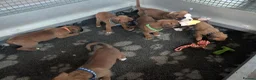 Boxer dogs for sale: Red KC registered boxer puppies  - Advert 7