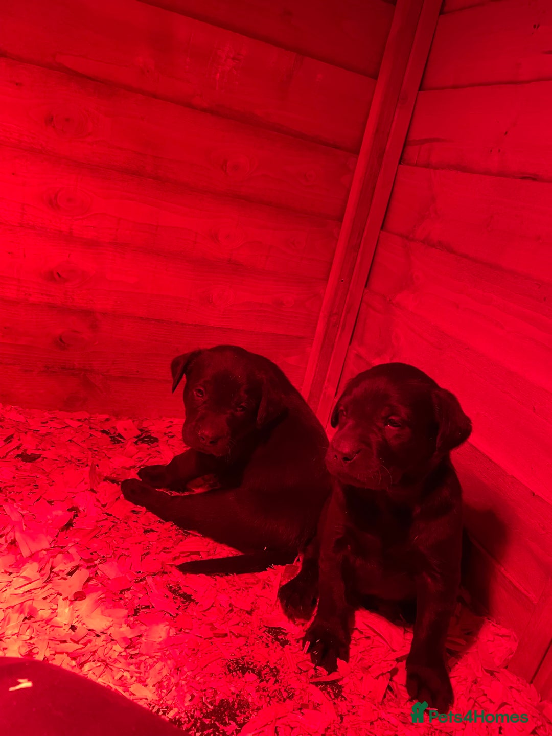 Labrador Retriever dogs for sale: Big Bold Lab Pups - Health Tested Parents  - Advert 6