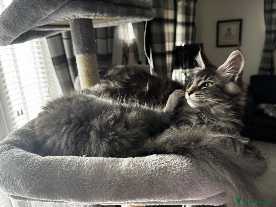 Maine Coon cats for sale: GCCF & TICA Reg Affectionate Maine Coon kittens - Image 10