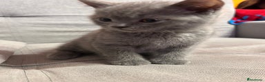 British Shorthair Kitten 1