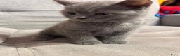 British Shorthair cats for sale: Beautiful Male British Shorthair kittens - Advert 6