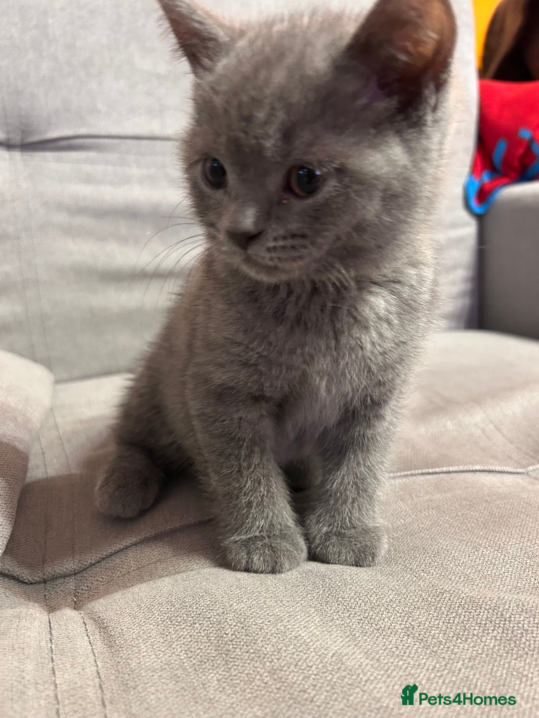 British Shorthair cats for sale: Beautiful Male British Shorthair kittens - Advert 6