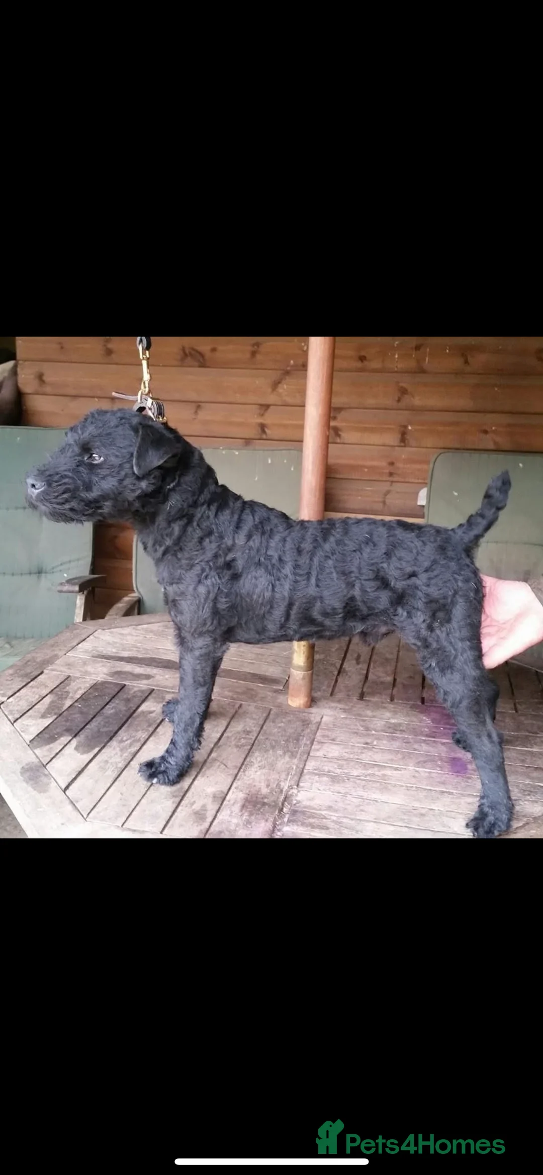 Lakeland Terrier dogs for sale: Lakeland puppies  - Advert 12