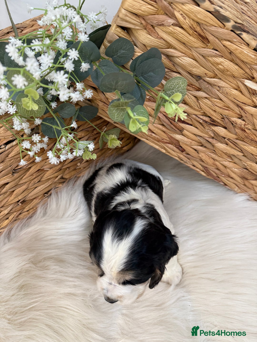 Cocker Spaniel dogs for sale: Quality Health Tested KC Reg Show cocker spaniels  - Advert 4