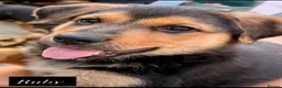 Mixed Breed dogs for sale:  Stunning Rottweiler × German Shepherd Puppies - Advert 4