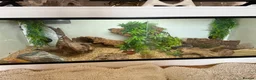 Bearded Dragon reptiles for sale: 2 bearded dragons  in Plymouth - Advert 7