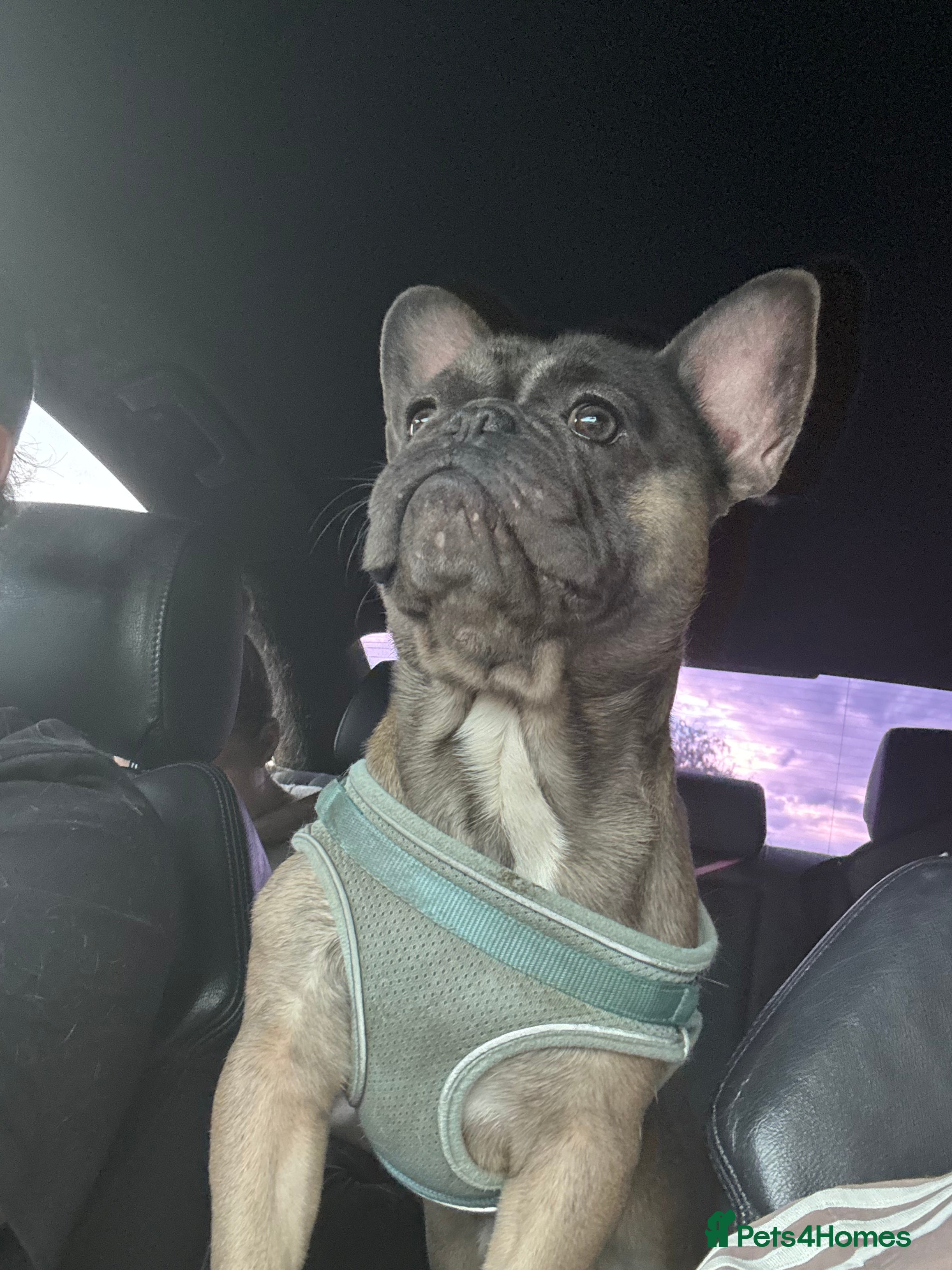 French Bulldog dogs Reggie - Advert 18