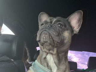 French Bulldog dogs - Advert 13