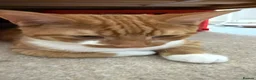 Mixed Breed cats for sale: 4 Beautiful 6 month old kittens in Hemel Hempstead - Advert 8