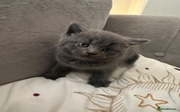 British Shorthair cats for sale: BSH KITTEN  - Image 1