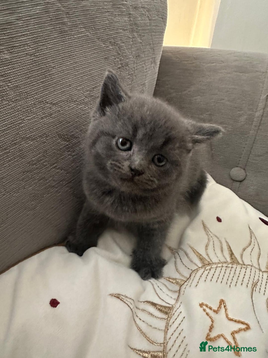 British Shorthair cats for sale: BSH KITTEN  - Image 1
