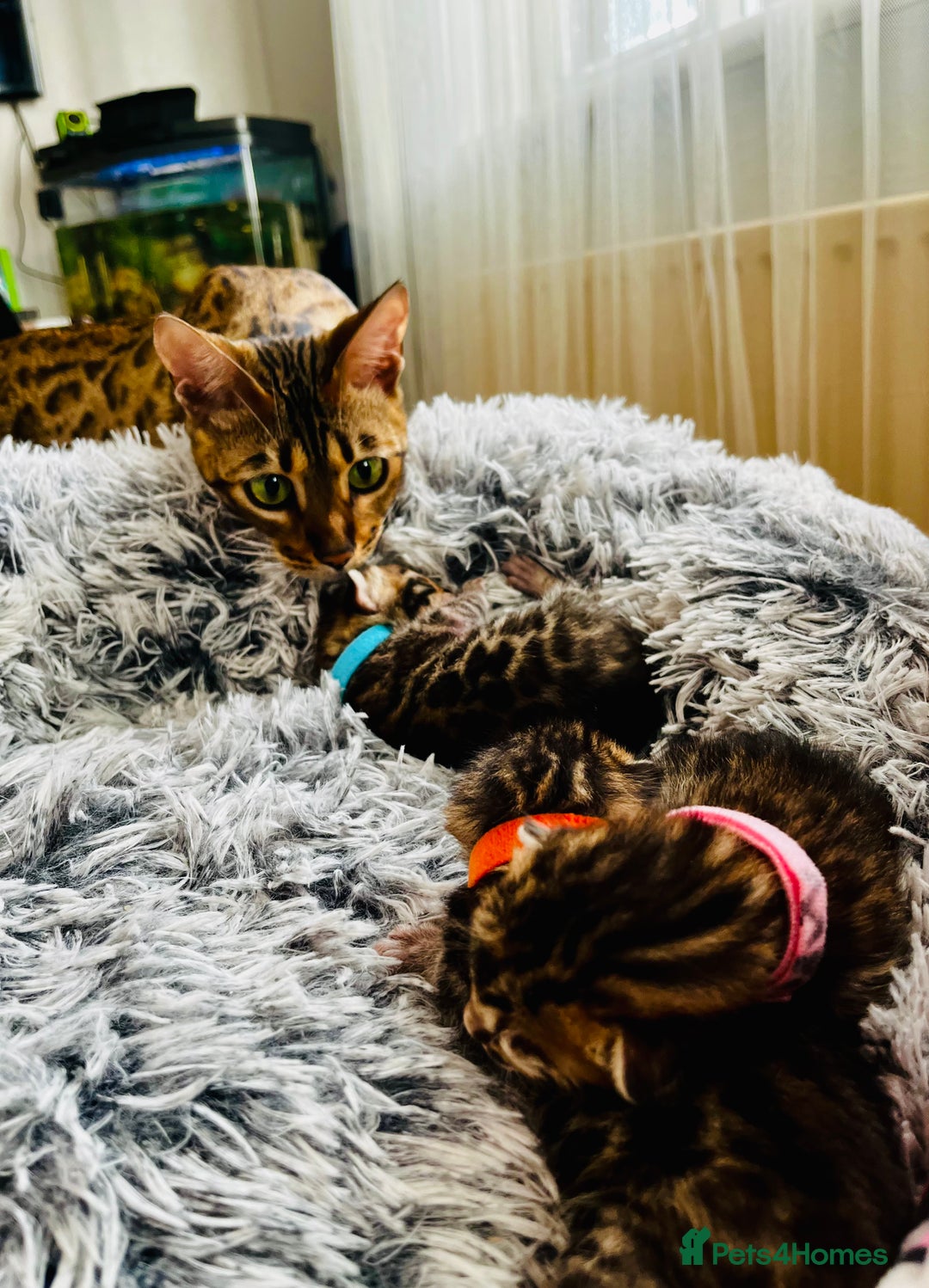 Bengal cats for sale: Beautiful bengal kittens for sale, 2boys available - Advert 1