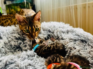 Bengal cats Beautiful bengal kittens for sale, 2boys available - Advert 1