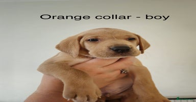 Mixed Breed dogs - Advert 1