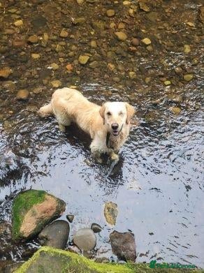 Golden Retriever dogs for sale: stunning girl looking for a new and lovely home - Advert 7