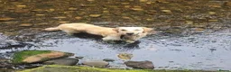Golden Retriever dogs for sale: stunning girl looking for a new and lovely home in Edinburgh - Advert 1