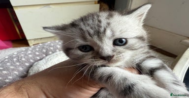 British Shorthair cats - Advert 1